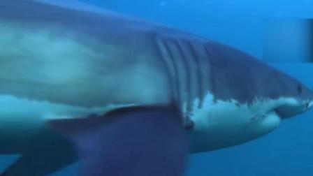 大白鲨为什么怕虎鲸