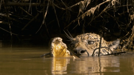 动物豹子捕猎视频