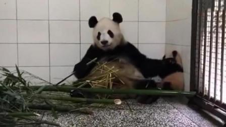 大熊猫是妈妈