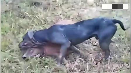 中国斗狗比赛比特犬咬死日本第一勇士斗犬视频 比特犬打架视频 新