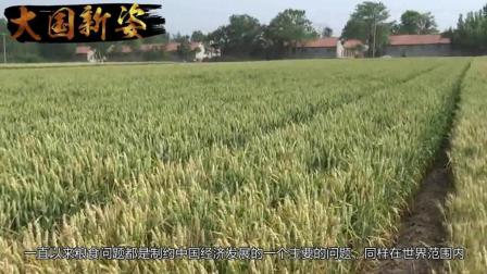 杂交水稻技术被誉为中国的什么发明