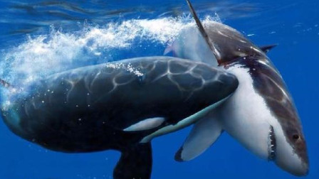大白鲨vs虎鲸图片