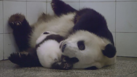 大熊猫妈妈照顾宝宝