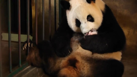 熊猫妈妈为喝糖水，连熊猫宝宝都不要了，太搞笑了！