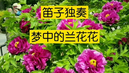 陕西华玲广场舞梦中的兰花花
