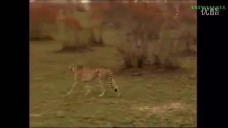 跑得最快的猎豹 捕食 羚羊 捕食狒狒 豹子很厉害视频