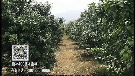 20170904珠江台摇钱树：柑橘用因迪乐，树势健壮、果品质高