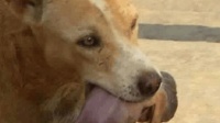 这只流浪狗在网上爆红, 因它救了一个弃婴的生命, 网友: 人不如狗