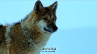 重返狼群：狼王被捕捉，母狼殉情自杀，留下幼崽被女孩救下了