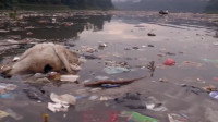 恒河水里全是垃圾, 为什么印度人喝了却不生病?