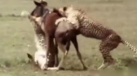 三只豹子捉住一只角马，眼看咬死了角马突然爆发！豹子连连败退