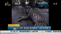 广西：网传“猎杀豹猫”图片调查结果——“豹猫”实为家猫[早安山东]
