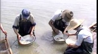 池塘养鱼高产技术 第五集