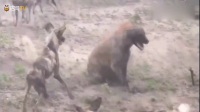 来看看什么叫狗咬狗，非洲野狗大战非洲鬣狗惊心场面！