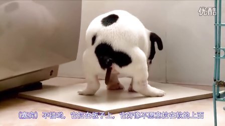 训犬师唐伟敏：怎么训练狗狗大小便？