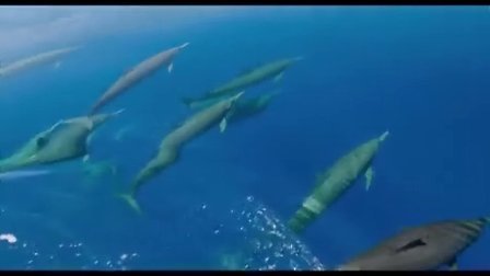 【一啸渔乐】海豚军团出击，感悟团队合作重要性！