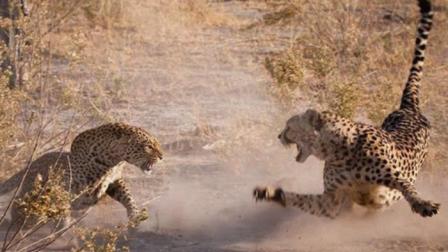 实拍动物世界豹子捕猎精彩瞬间, 豹子捕杀非洲猎豹, 出其不意一招结束战斗