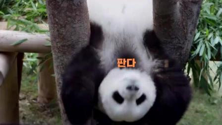 韩国向中国借了两只熊猫, 动物园拍出把人萌出一脸血的广告