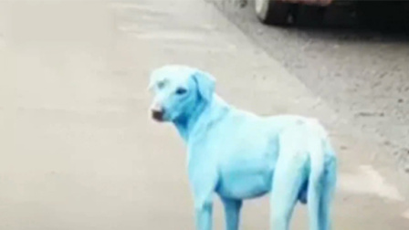 印度惊现蓝色狗 原因却令人惊悚