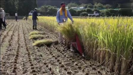 日本水稻收割机, 自动打捆, 这稻谷倒车晒是啥意思?