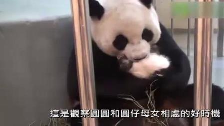 熊猫宝宝不愿意吃饭, 妈妈抱在怀里一直喂, 原来熊猫都这样带孩子, 真萌!