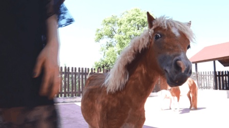 全世界最小的马, 身高不过百, 简直萌爆了