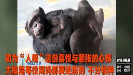 母爱伟大! 无锡动物园一黑猩猩妈妈26小时狂吃香蕉催产, 生下宝宝