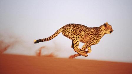 动物世界——世界最疯狂狮子豹子捕猎视频
