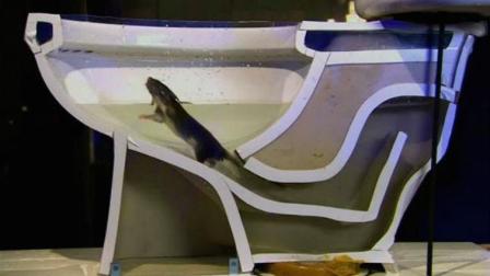 看看老鼠是如何通过下水管, 爬进你家马桶的?