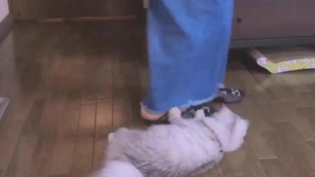 日本超可爱猫粮广告, 这个猫片可以吸一天! 血槽已空