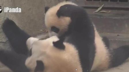 大熊猫会说话: 妈妈做什么我就做什么, 我是妈妈的乖宝宝!