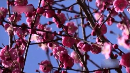 金佛山江南第一古梅园, 繁密的枝条缀满了梅花, 摄影大师们慕名而来