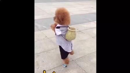 短视频: 背着小竹篓, 两条腿走路的狗狗, 有模有样