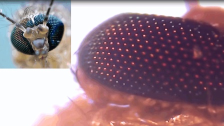 显微镜放大“蚊子”1000倍, 原来蚊子这么多眼睛, 叫“复眼”你知道吗? 放大看有点像怪物!