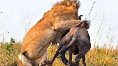 狮子咬住了角马喉咙不松口!
