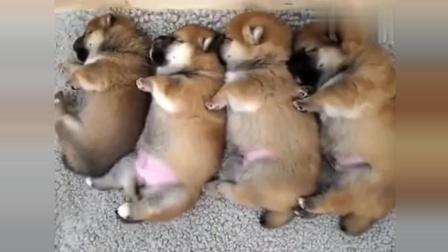不要眨眼! 4只小狗教会我们什么是“震动传播”, 睡觉还要抖抖腿
