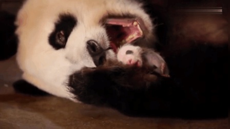 大熊猫妈妈把宝宝捧在手心, 整颗心都要融化了