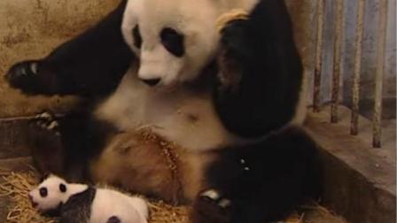 熊猫宝宝打喷嚏, 吓坏妈妈! 熊猫: 儿啊, 弄这么大动静想干啥?
