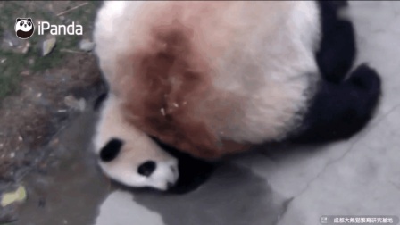 大熊猫妈妈一屁股坐在熊猫宝宝身上, 真的是母爱如山!