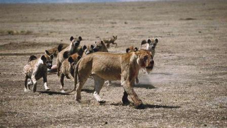 斑鬣狗吃豹子胆想捕猎尝尝狮子肉, 狮子一动, 斑鬣狗瞬间变土狗!