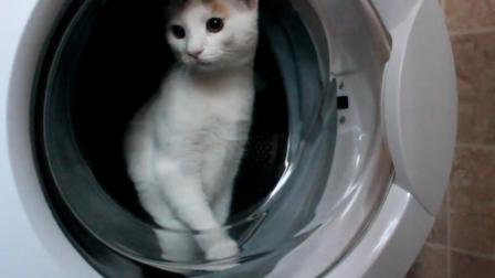 猫咪在洗衣机中玩, 主人悄悄把门关了, 猫咪的反应, 让主人笑喷!