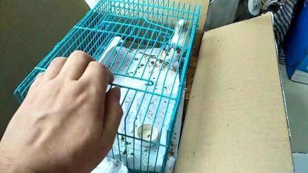 笼子里这个小鹦鹉干嘛要用纸板盖着呢? 它吃个东西都这么皮吗?