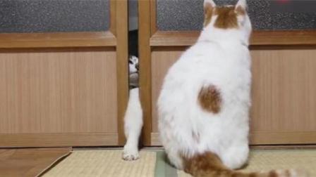 猫咪: 奶奶的, 帮我把门开开!