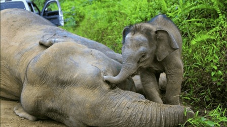 为什么偷猎者只要大象的象牙? 专家: 非洲大象或在20年内灭亡!