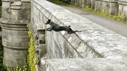 英国最诡异的鬼桥, 吸引600只狗狗跳桥自杀, 专家在桥底揪出凶手!