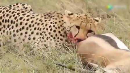 疯狂的野生动物攻击视频狮子豹子捕猎太精彩