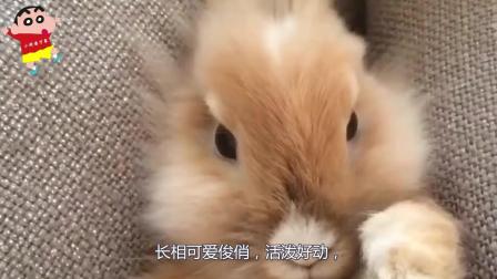 世界上最重情义的可爱宠物兔, 就是“公主兔”