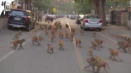 印度新德里闹猴灾 5000只猴子乱窜