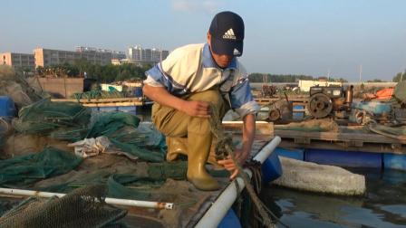 渔民一天的真实生活写照, 今天捕的虾都不卖, 拿回家炒给孩子们吃