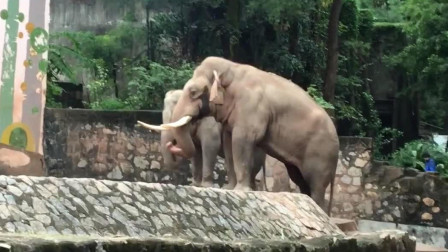 两只大象在园内的生活的很甜蜜, 看着就很幸福!